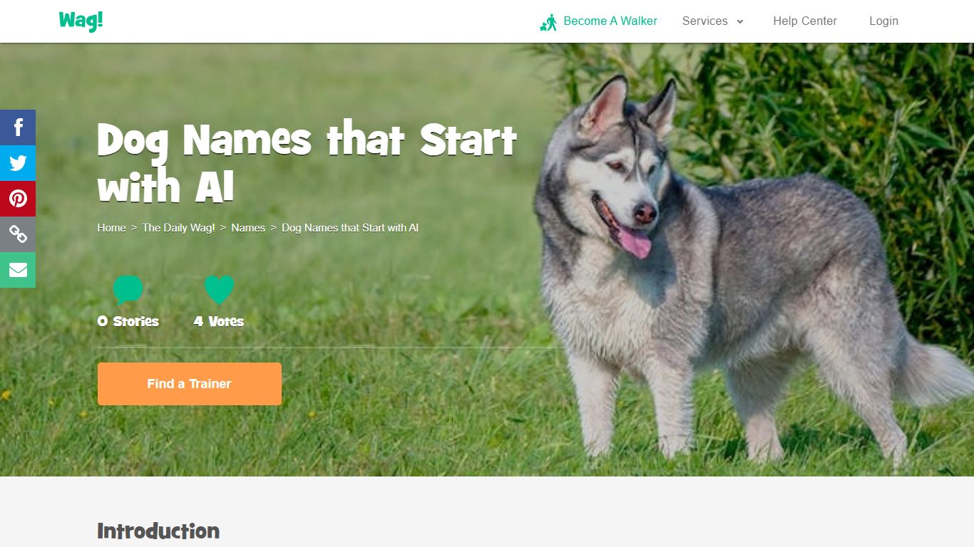 Dog Names that Start with Al | Popular Male and Female Names | Wag!